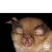 گونه خفاش نعل اسبی کوچک Lesser Horseshoe Bat